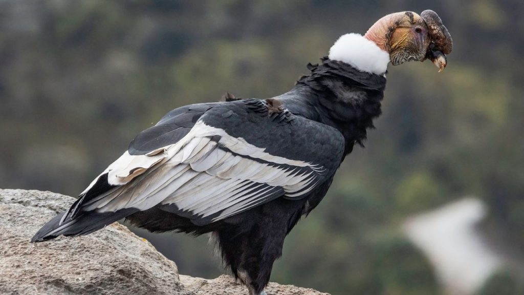 5 Oldest Living Birds in the World