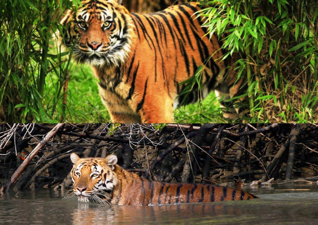 The Sundarban Mangrove Forest in Asia