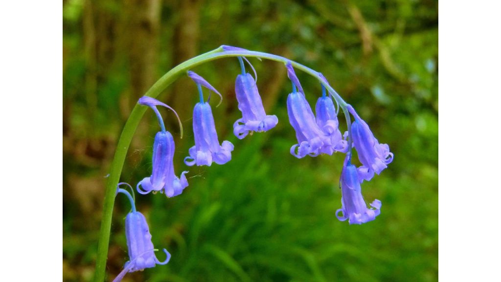 12 Most Beautiful and Rare Flowers in the World