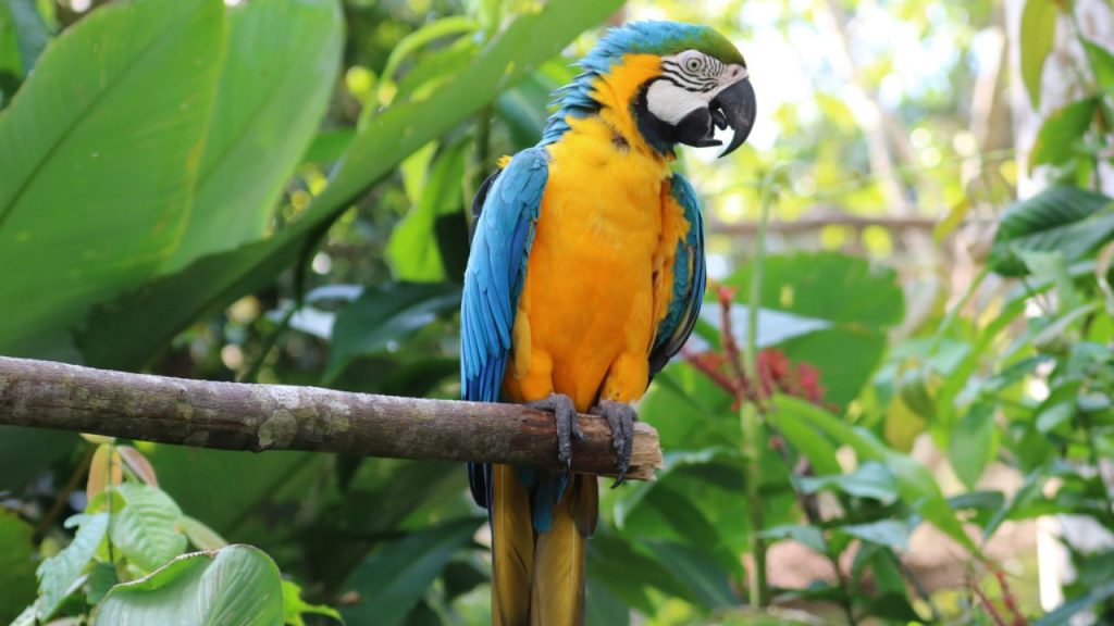 5 Oldest Living Birds in the World