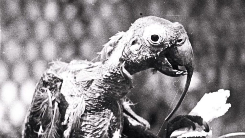 5 Oldest Living Birds in the World