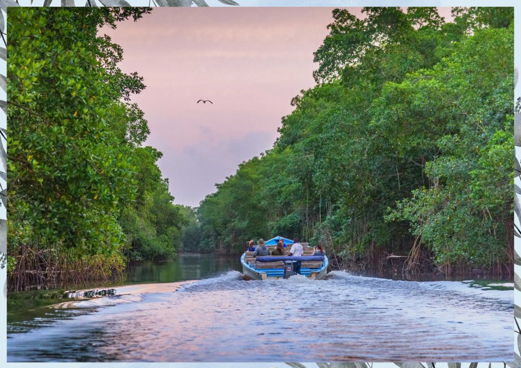 The Sundarban Mangrove Forest in Asia