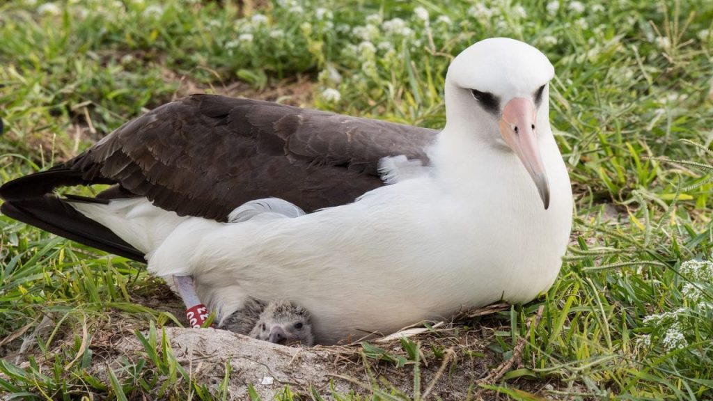 5 Oldest Living Birds in the World