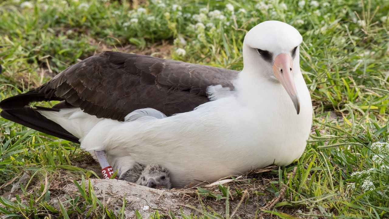 Read more about the article 5 Oldest Living Birds in the World