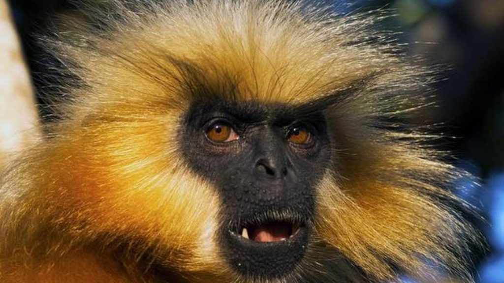10 Rare Animals found in Asia