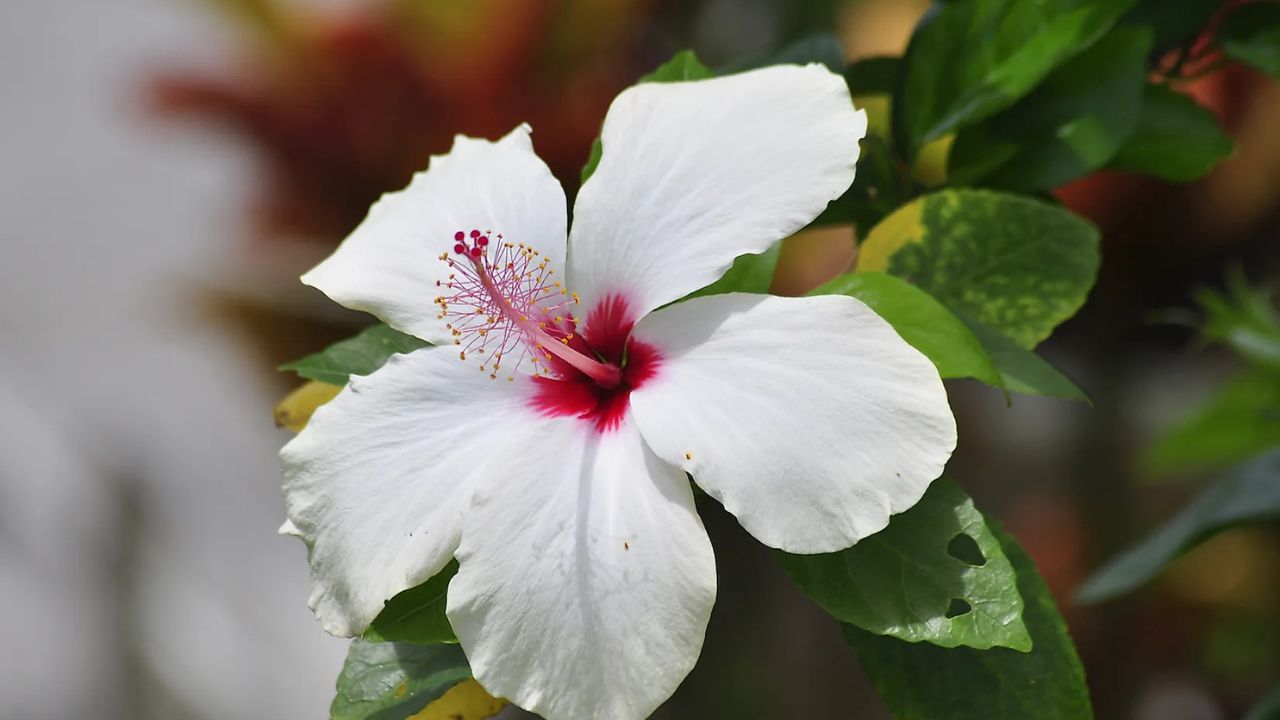 Read more about the article 12 Most Beautiful and Rare Flowers in the World