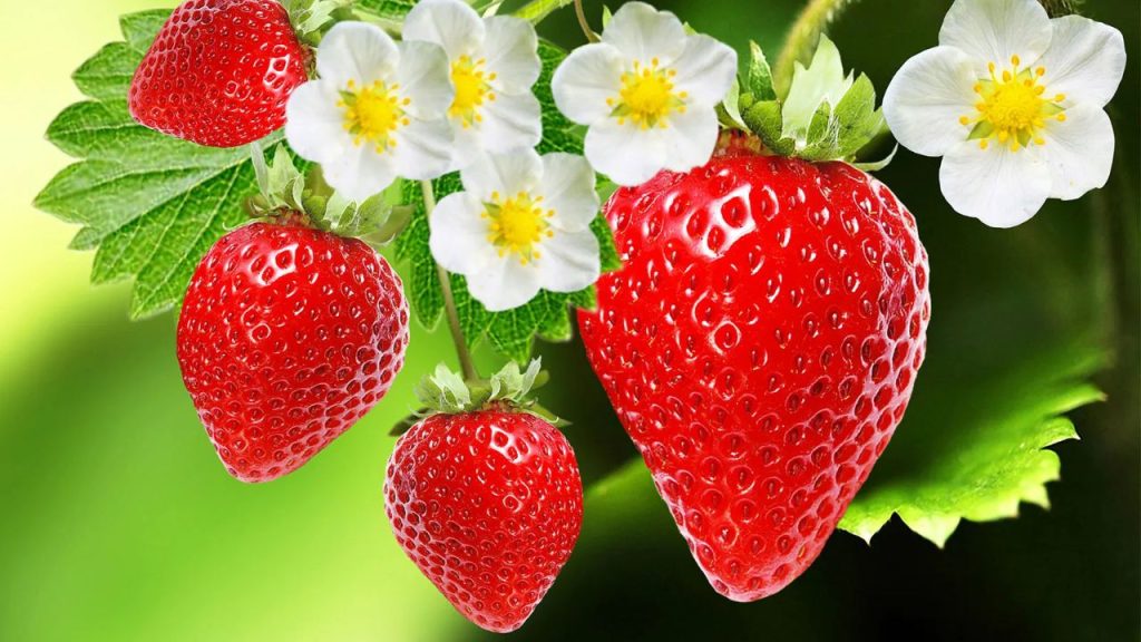 Health Benefits of Strawberries the Best Superfood Snack