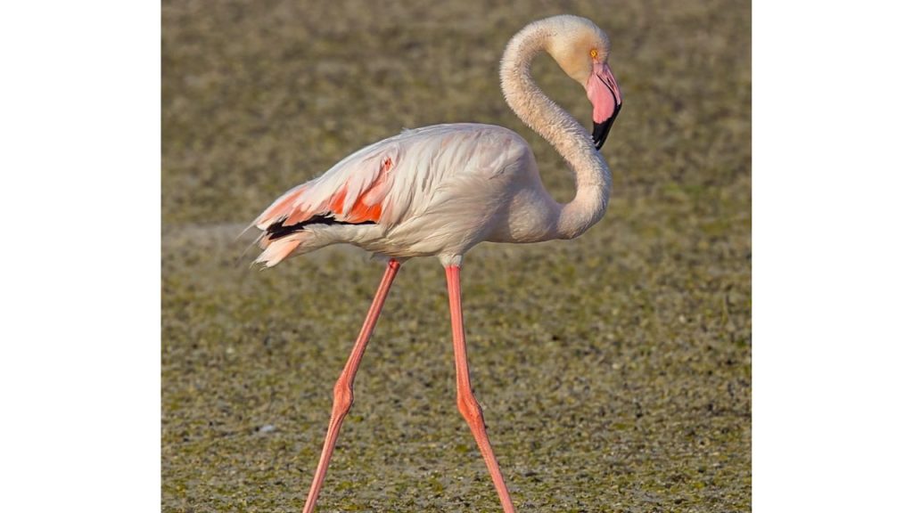 5 Oldest Living Birds in the World