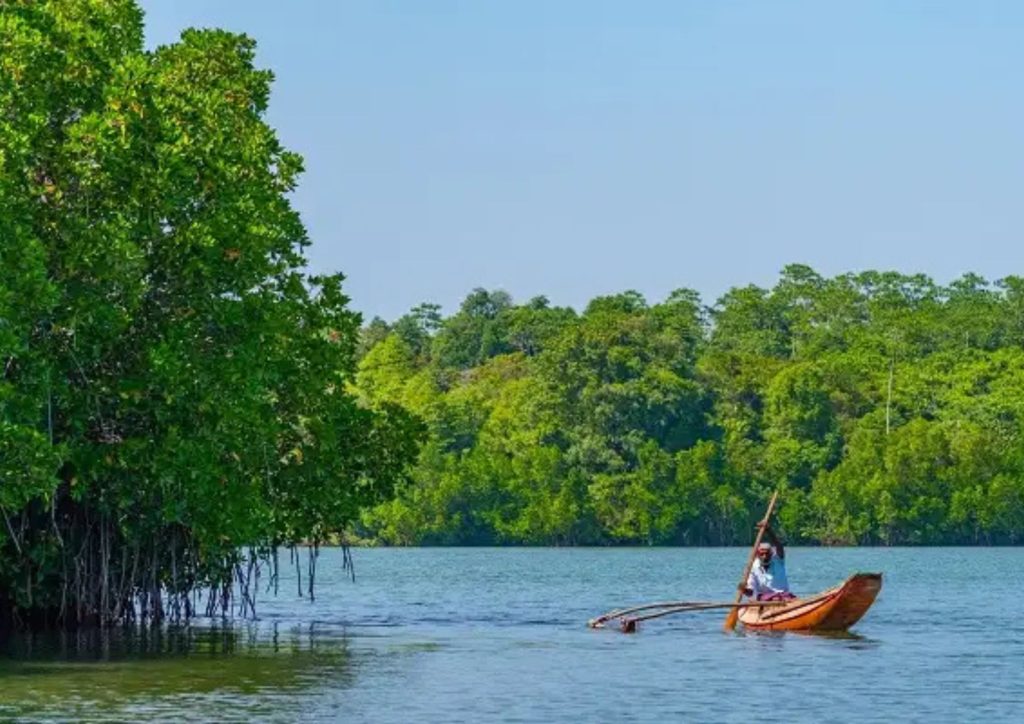 The Sundarban Mangrove Forest in Asia