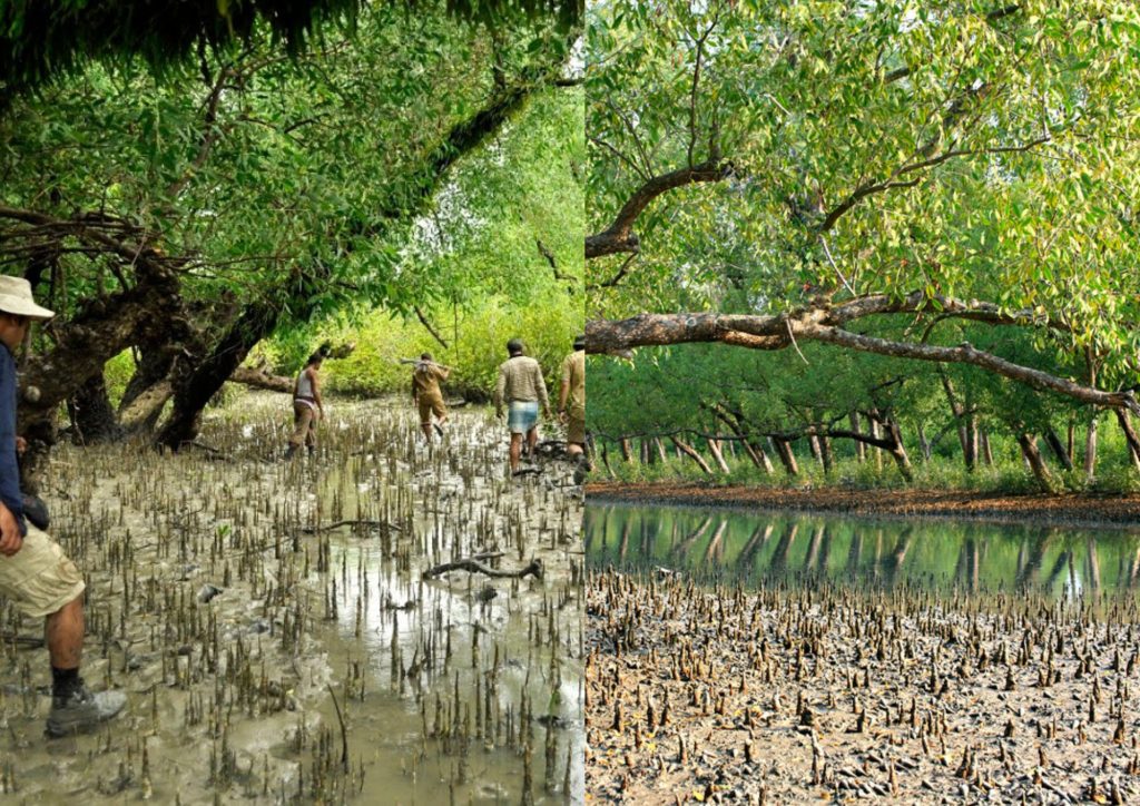 The Sundarban Mangrove Forest in Asia