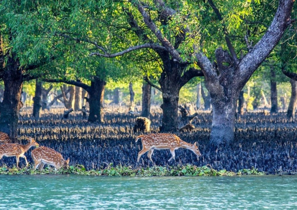 The Sundarban Mangrove Forest in Asia