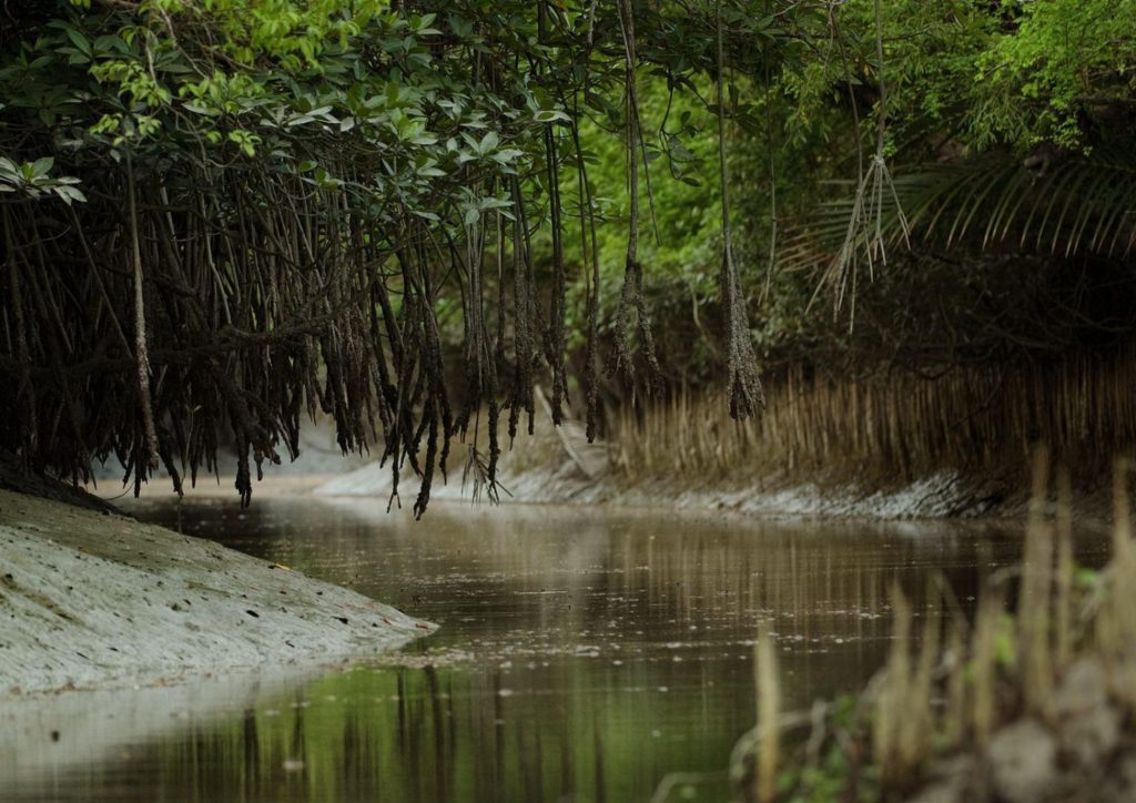 The Sundarban Mangrove Forest in Asia