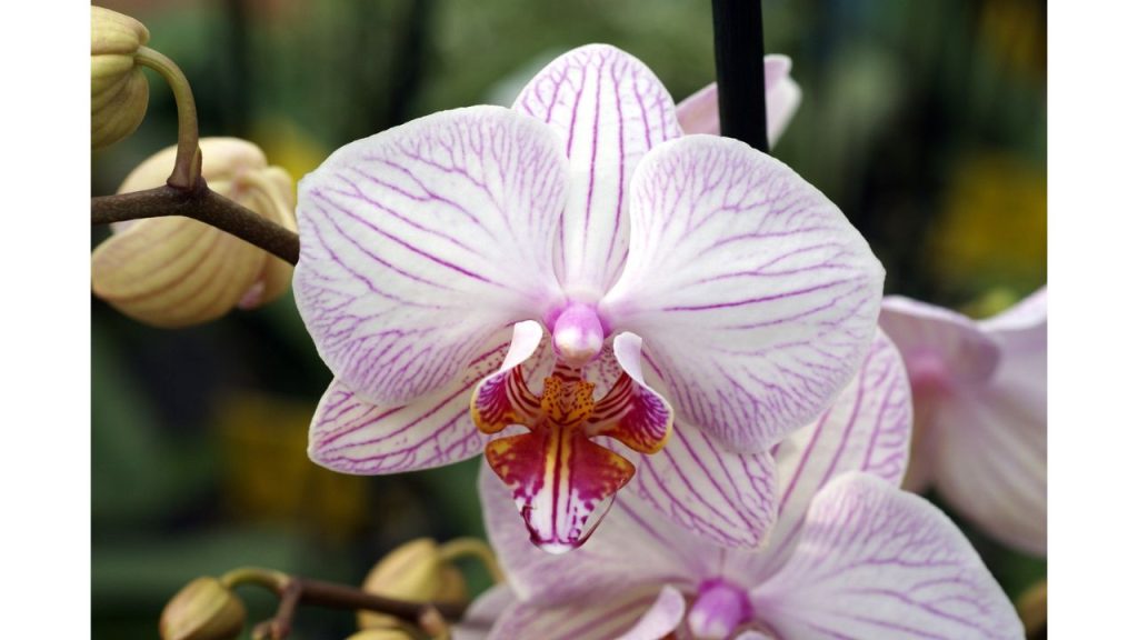 12 Most Beautiful and Rare Flowers in the World