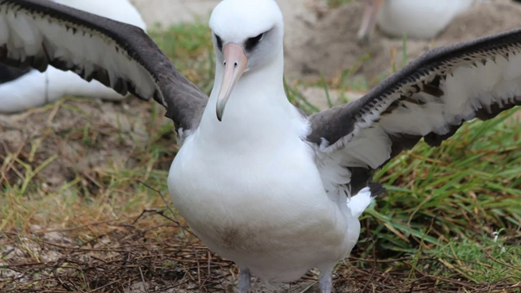 5 Oldest Living Birds in the World