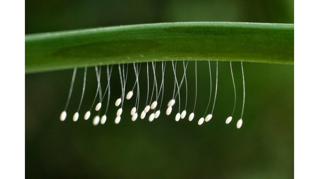 12 Most Beautiful and Rare Flowers in the World