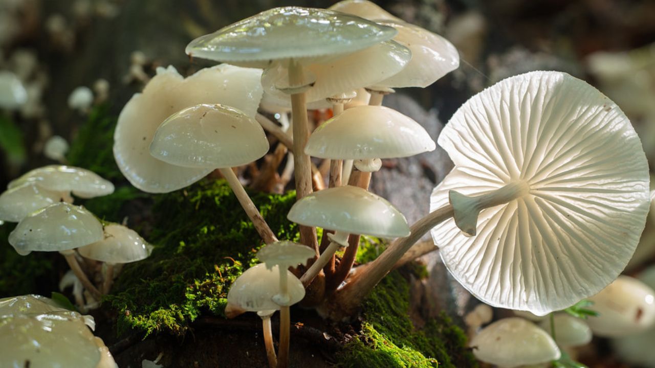 Read more about the article How to Earn Money from Mushroom Farming