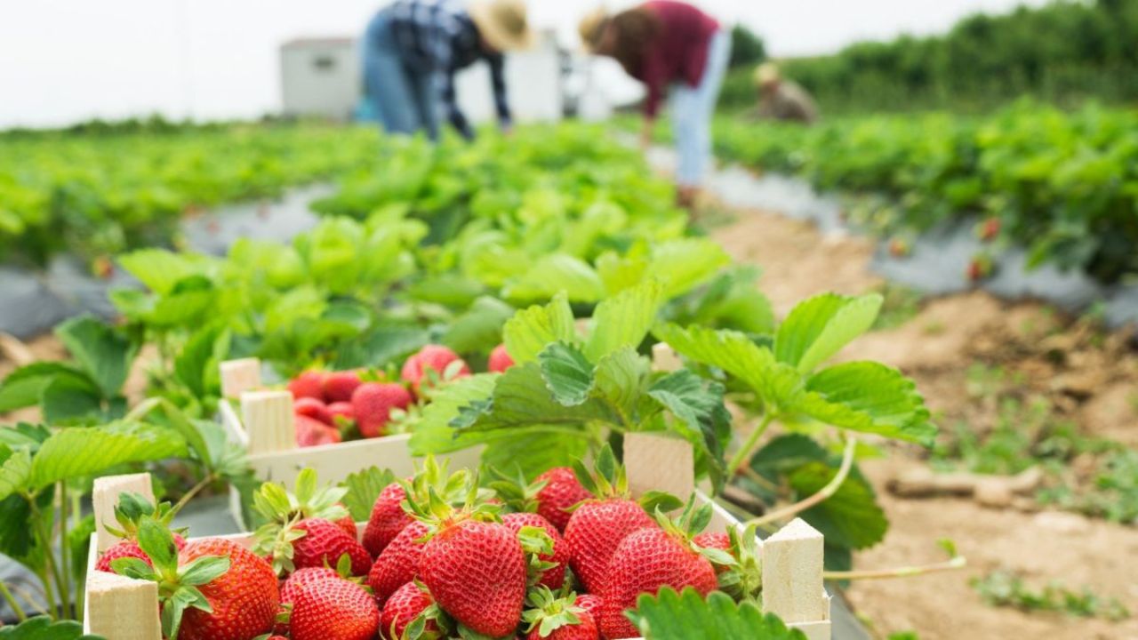 Read more about the article How to Earn Money from Strawberry Farming