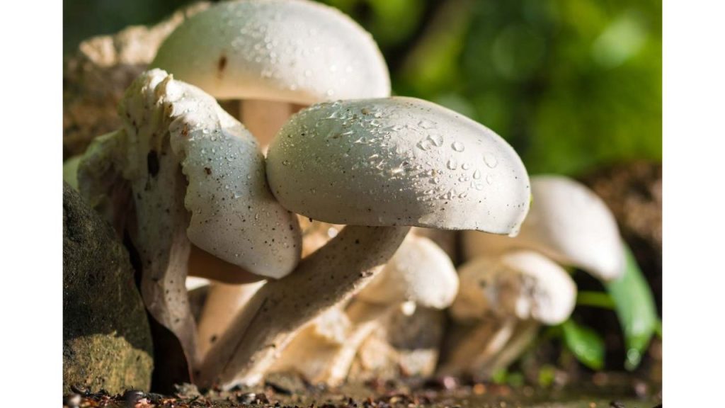 How to Earn Money from Mushroom Farming