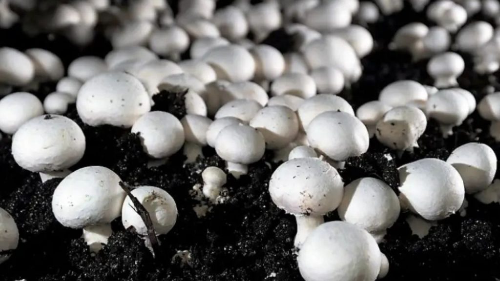 How to Earn Money from Mushroom Farming