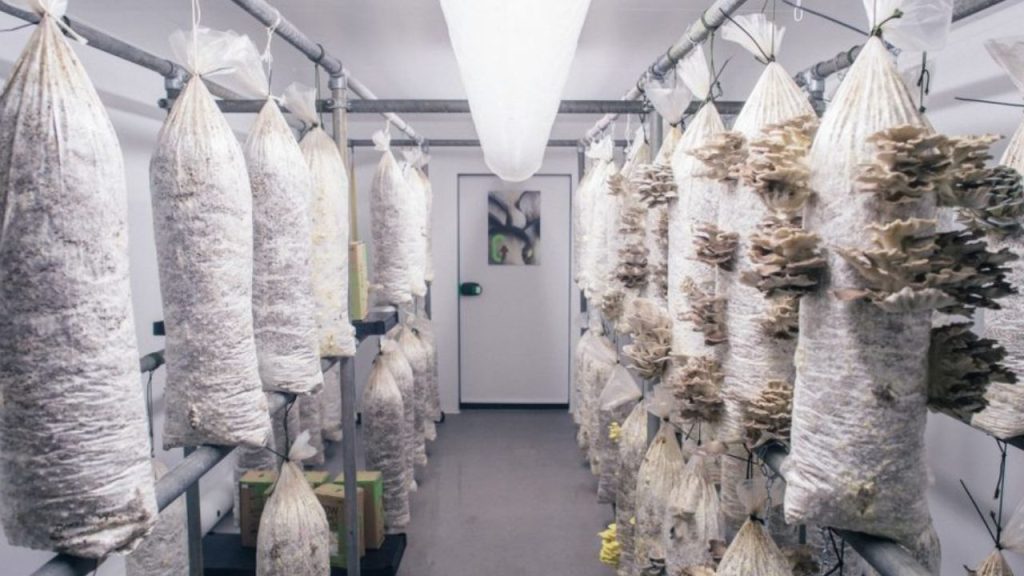How to Earn Money from Mushroom Farming