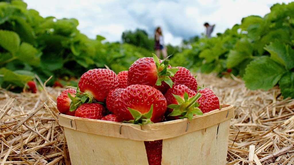 How to Earn Money from Strawberry Farming
