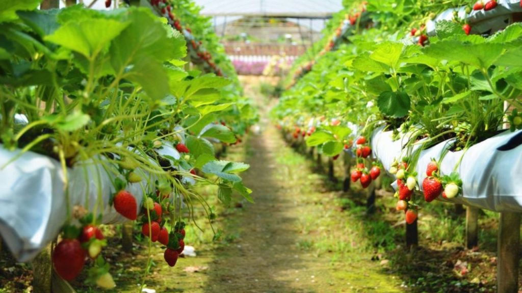 How to Earn Money from Strawberry Farming