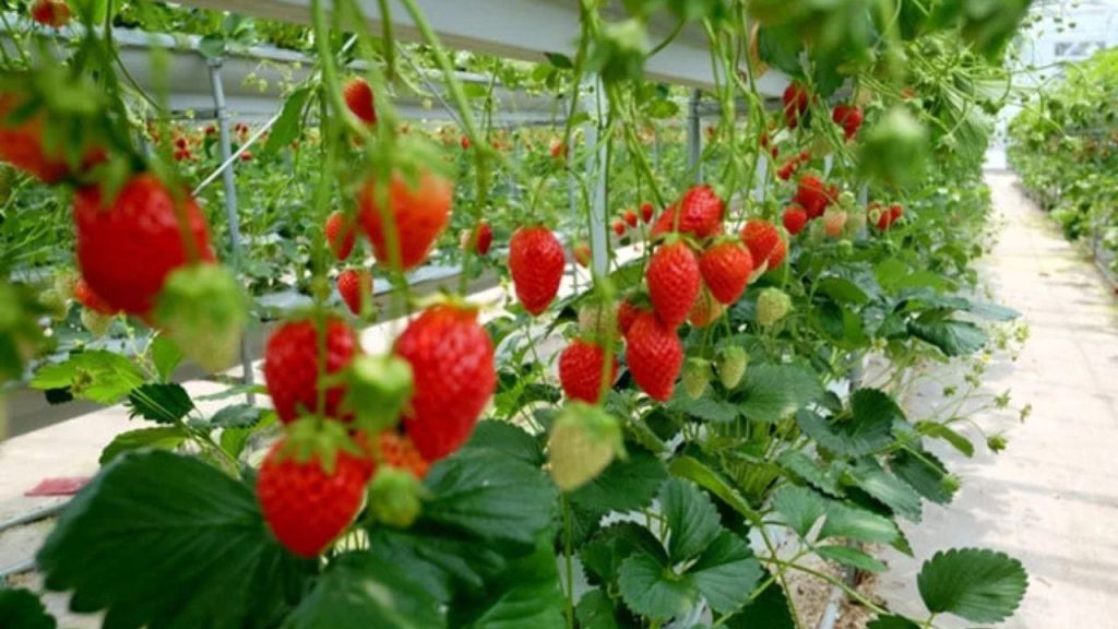 How to Earn Money from Strawberry Farming
