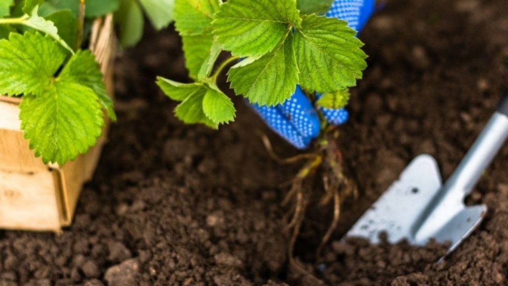 How to Earn Money from Strawberry Farming