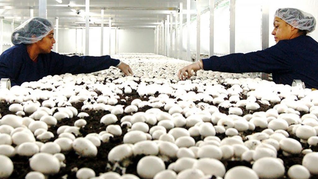 How to Earn Money from Mushroom Farming