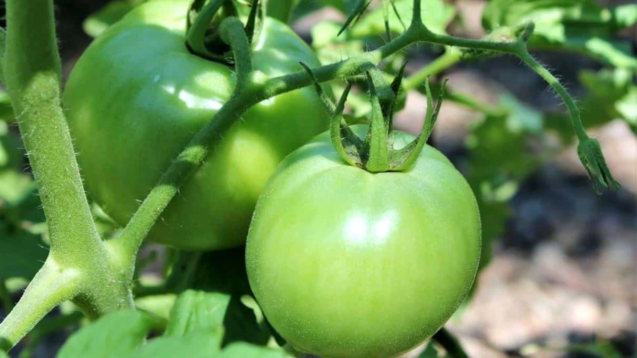 Read more about the article 9 Health Benefits of Green Tomatoes