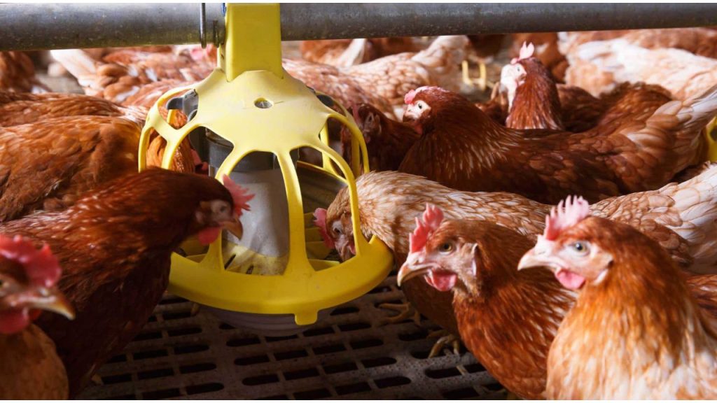 Raise Chickens for Eggs and Meat
