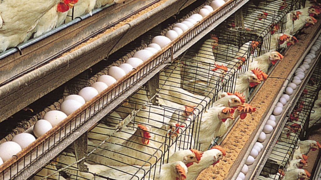 Raise Chickens for Eggs and Meat