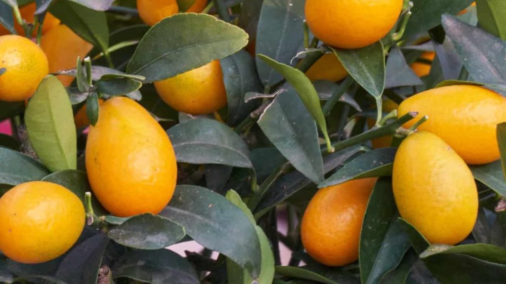 8 First Growing Fruits for Quick Harvest