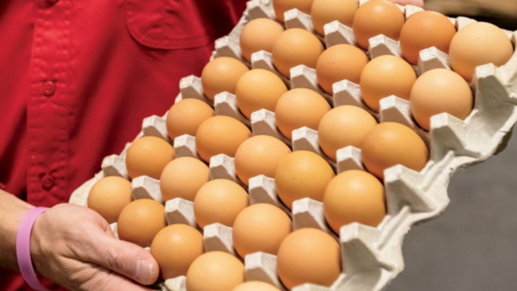Raise Chickens for Eggs and Meat