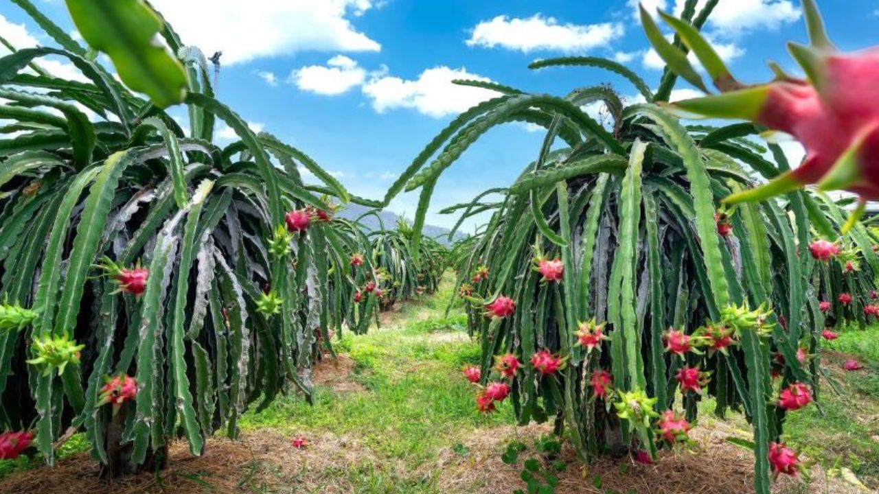 Read more about the article 12 Guide to Start a Dragon Fruit Farming