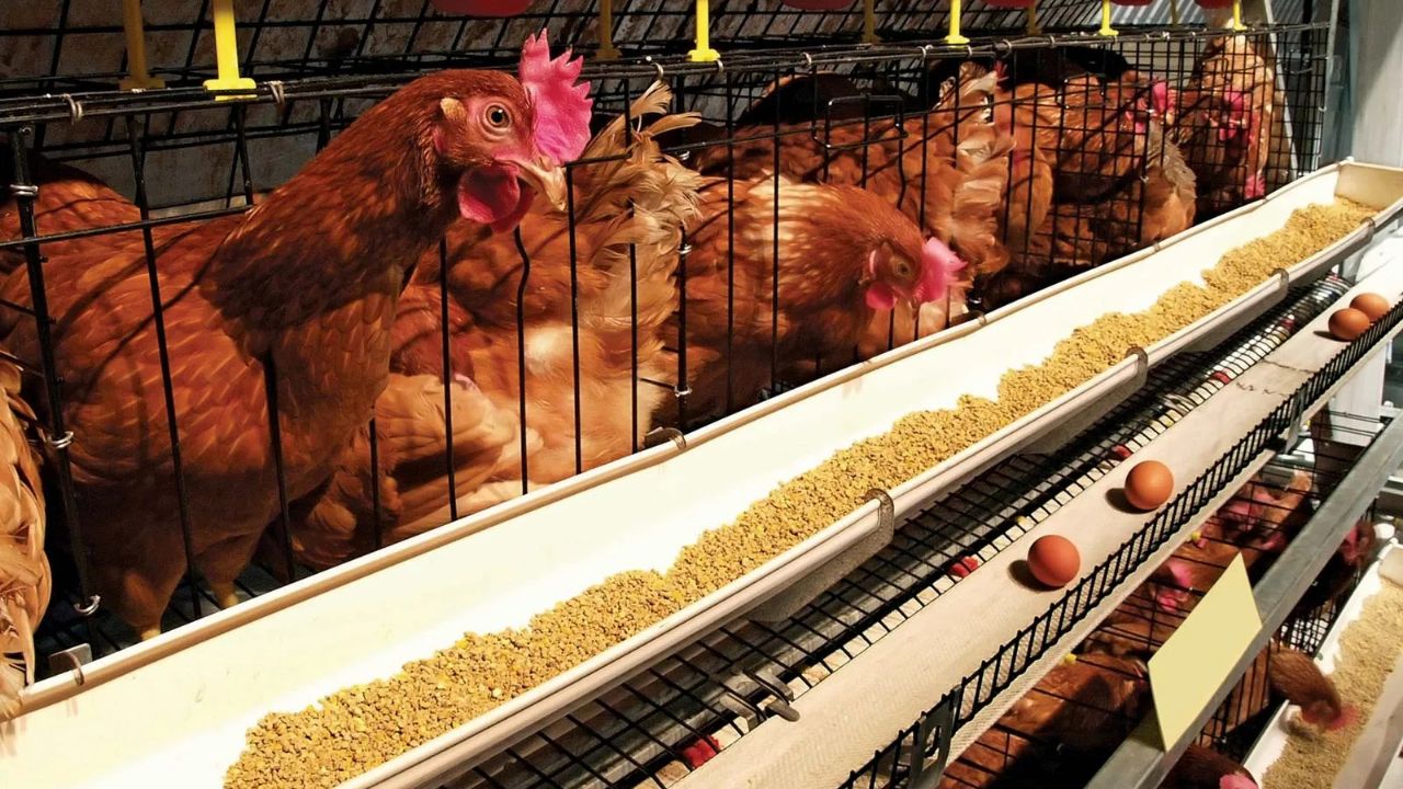 Read more about the article 10 Ways to Raise Chickens for Eggs and Meat Effectively
