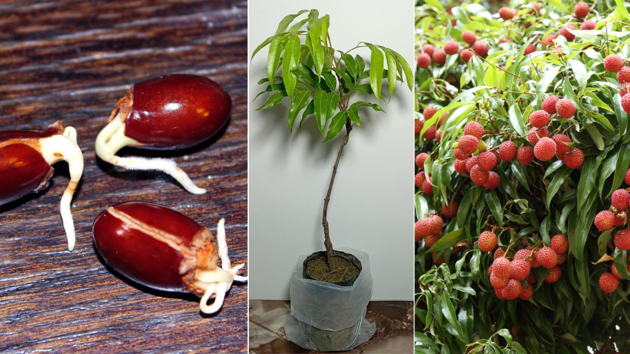 Read more about the article How to Start a Lychee Garden from Seed: 10 Guide Step-by-Step