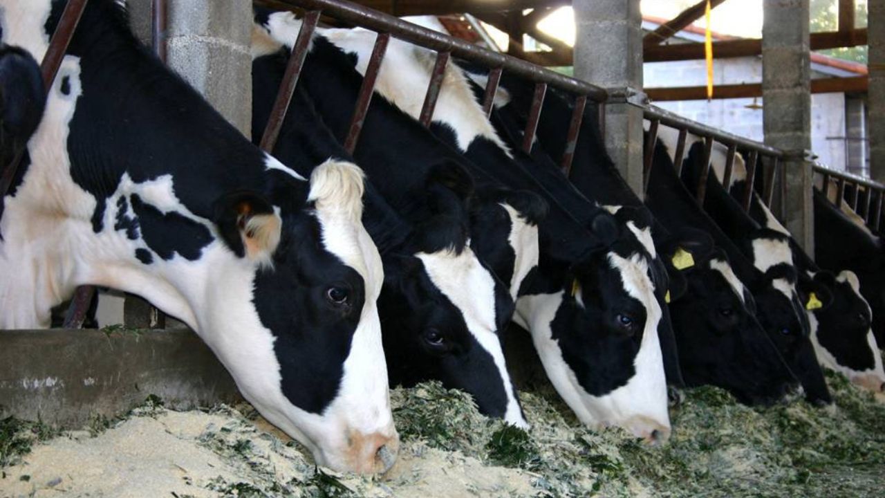 Read more about the article Guide to Start a Dairy Farm for Beginners: 16 Steps-by-Steps Guideline