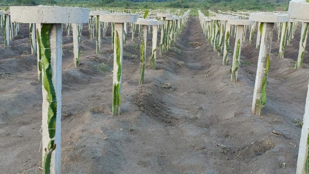 Dragon Fruit Farming