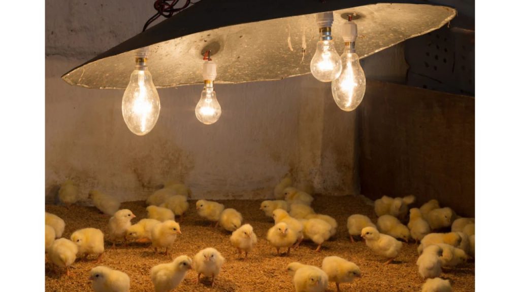 Raise Chickens for Eggs and Meat