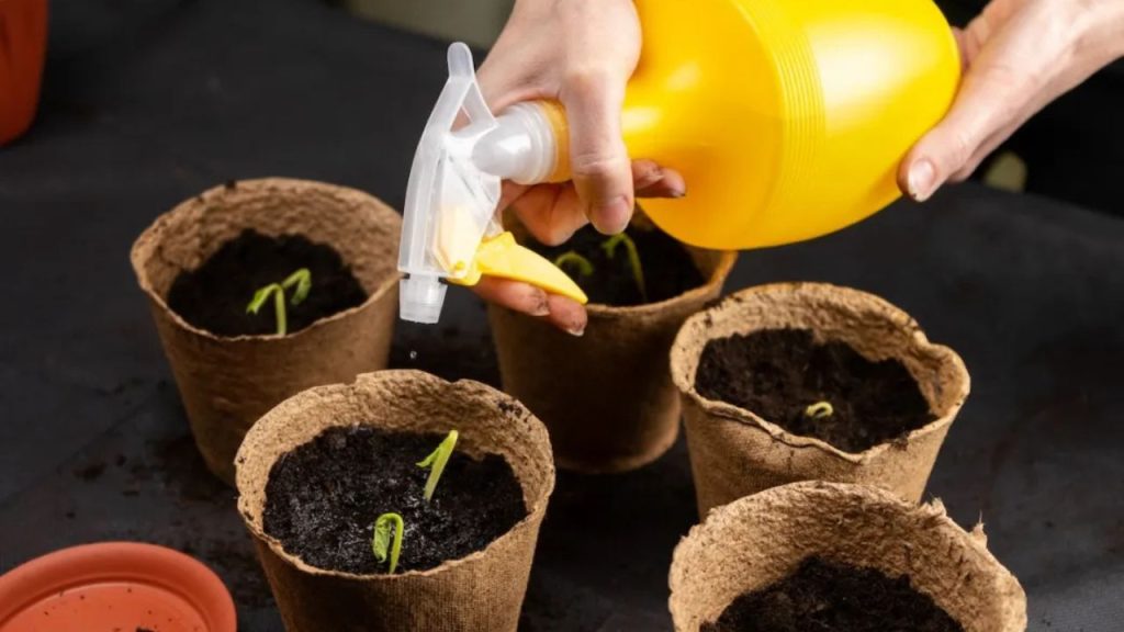 How to Start a Lychee Garden from Seed