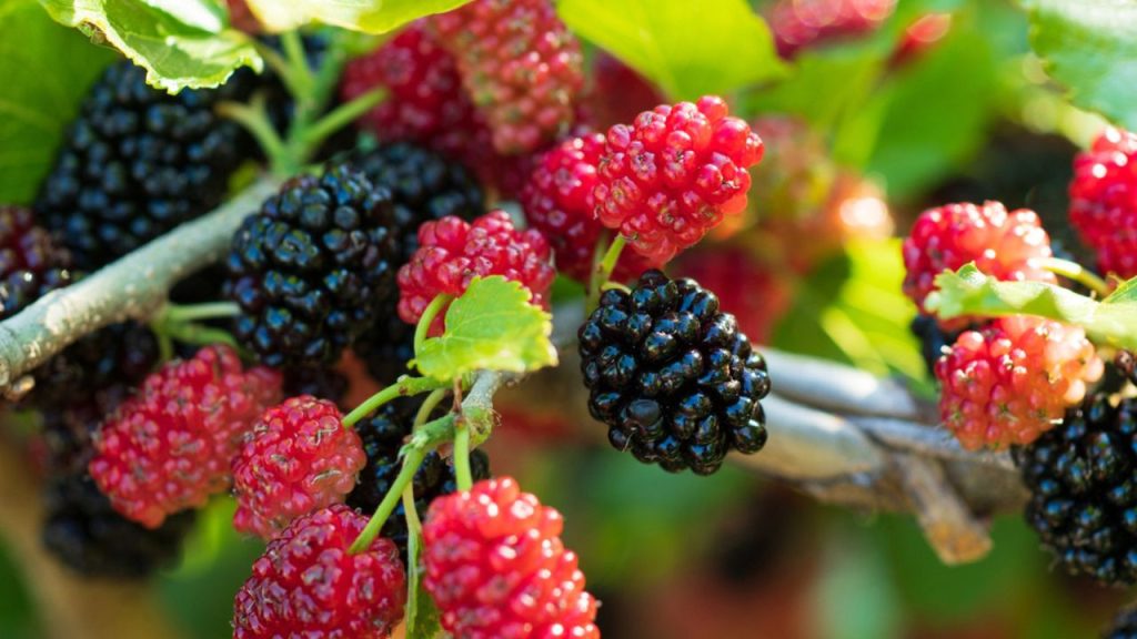 8 First Growing Fruits for Quick Harvest