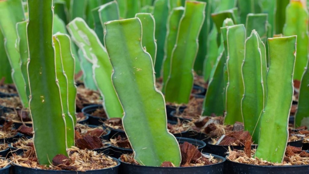 Dragon Fruit Farming