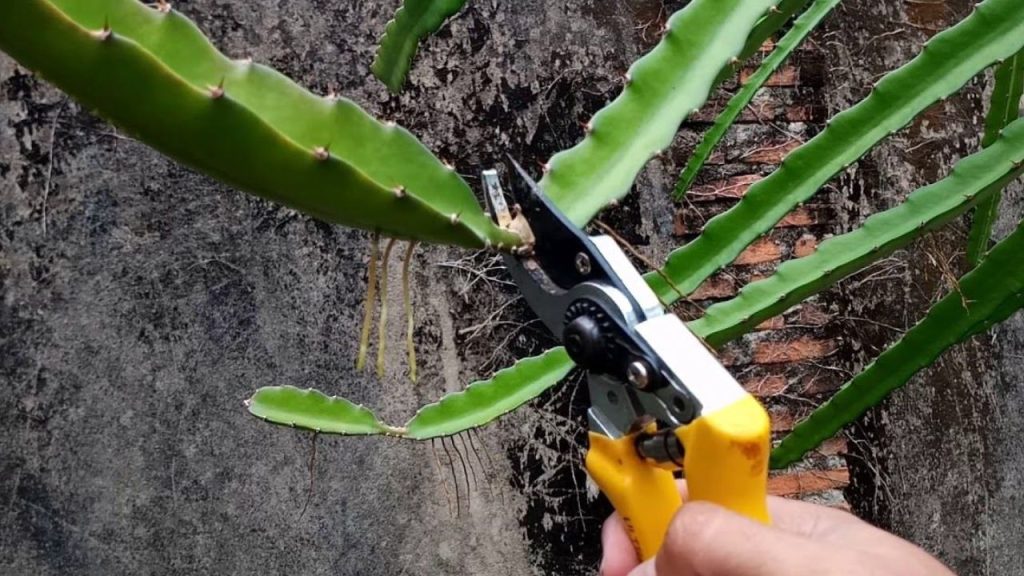 Dragon Fruit Farming